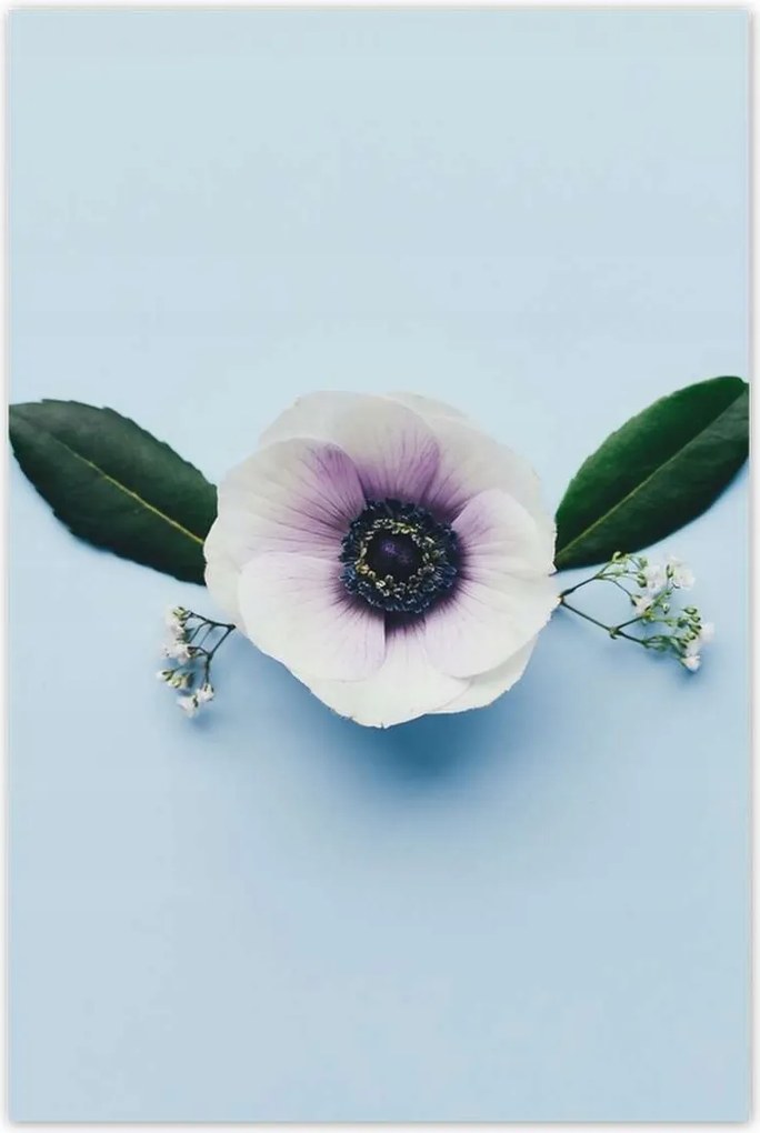 Poszter 60x90 Pipacsvirág