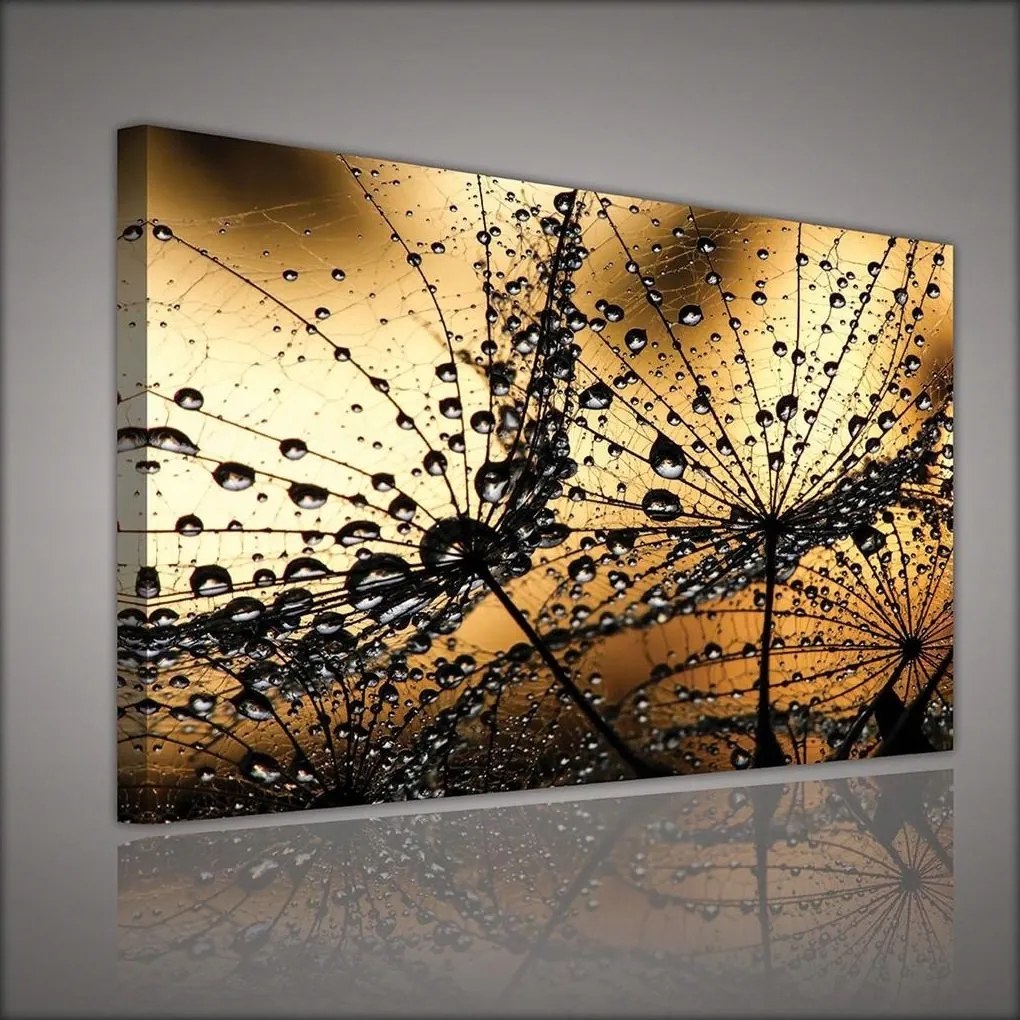 Vászonkép pitypang falikép 100x75