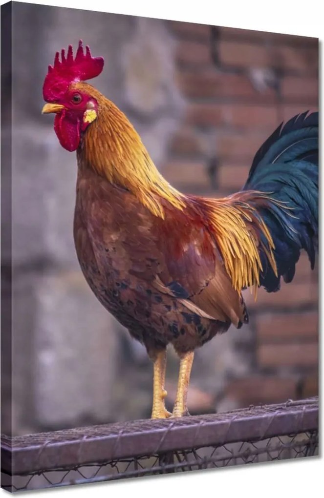 Vászonkép 30x40 Kakas Egy igazi harcos
