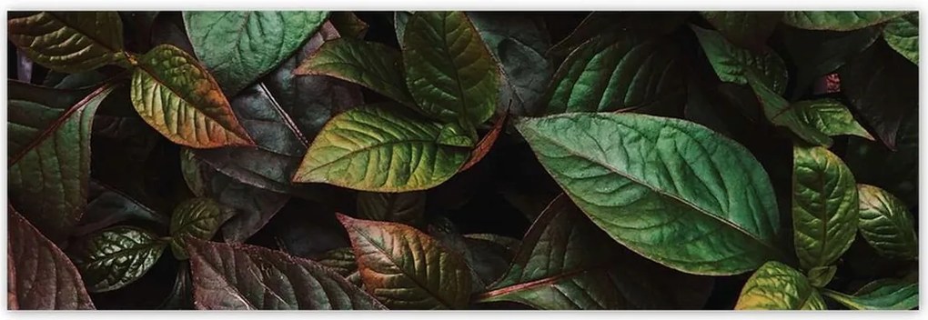 Poszterek 200x66 Trópusi levelek Levelek