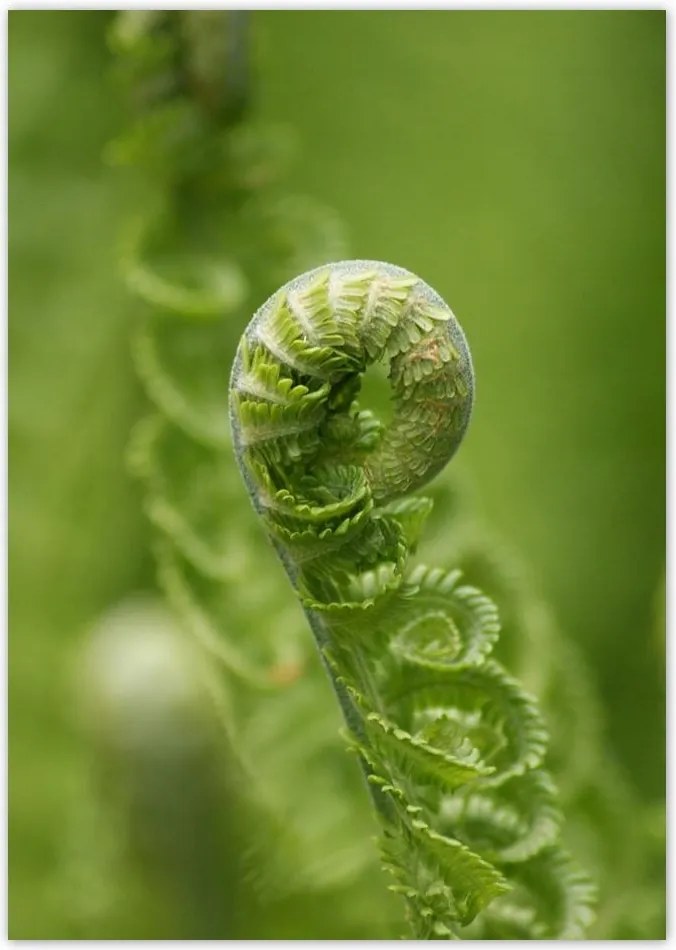 Poszterek A0 Pion Páfrányok Erdő Zöld levél