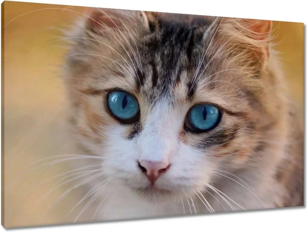 Vászonkép 90x60 Cica Cicák Macskák