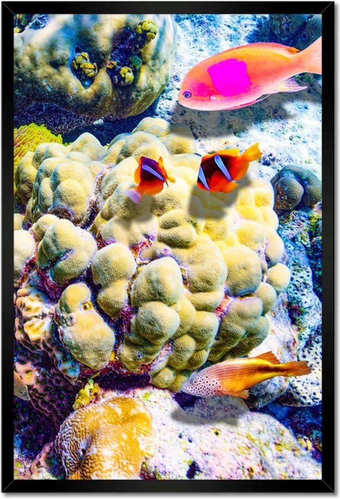 Poszterek keretben 40x60 Csodálatos víz alatti világ