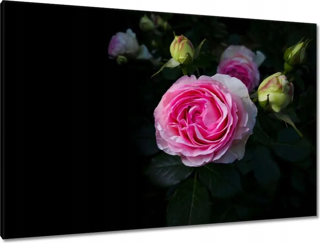 Vászonkép 120x80 Rózsaszín rózsabokor
