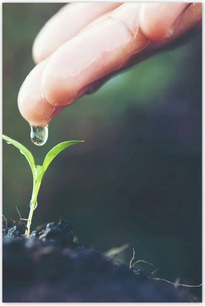 Poszterek 60x90 Palánta növény csepp