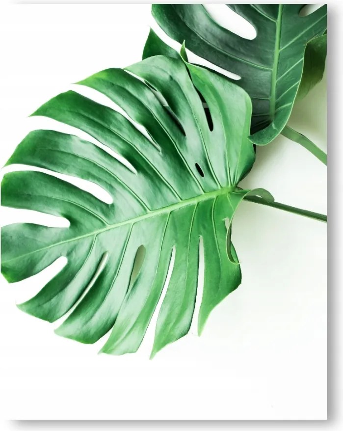 Monstera levelek A3 Poszter 42X29,7cm kép #178