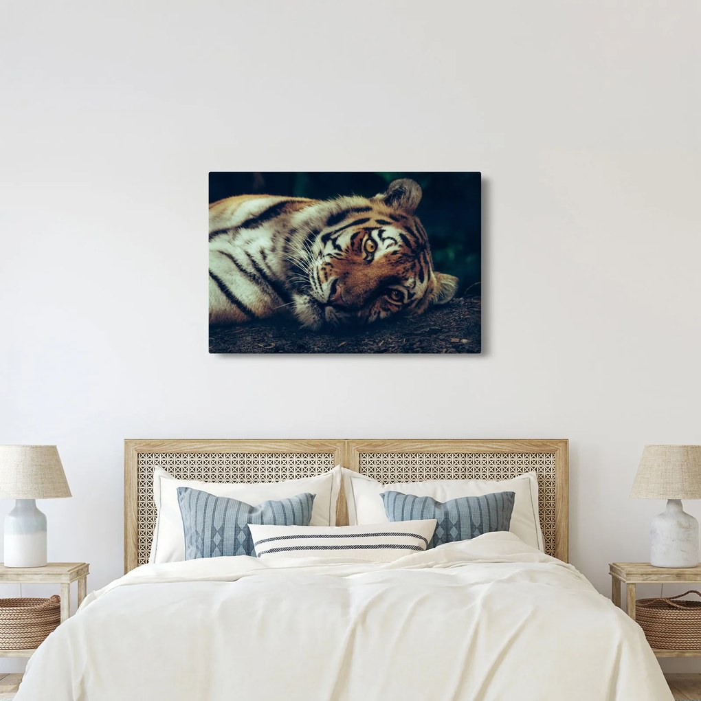 Kép - Szibériai tigris (90x60 cm)