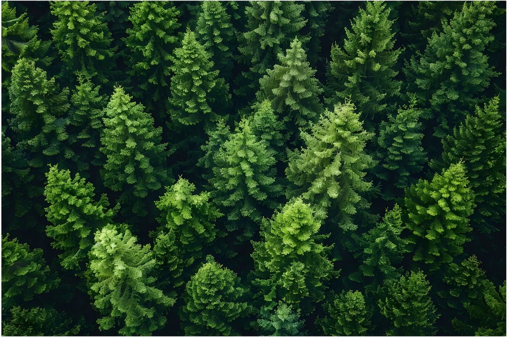 Kép - Forest (90x60 cm)