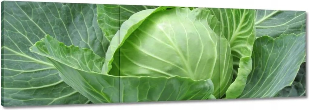 Vászonkép 90x30 Fiatal káposzta