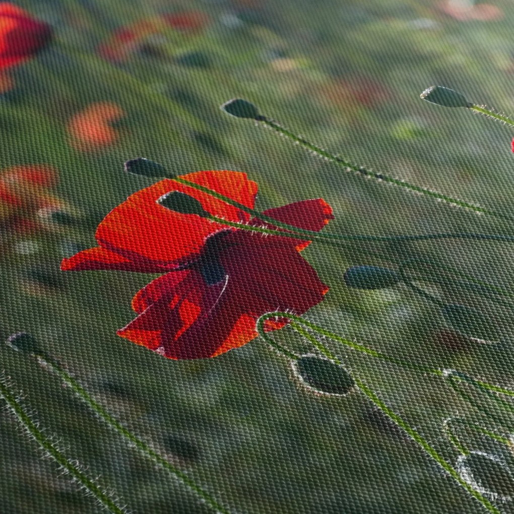 Kép - Rét mák virággal (120x50 cm)