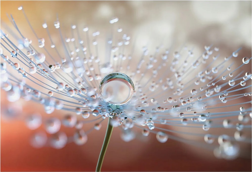 Fotótapéta Falra az előszoba konyhájába Csepp a pitypangon 152x104 Ragasztó