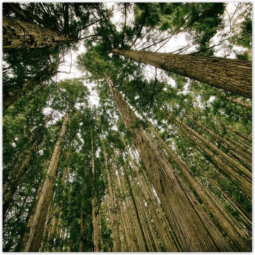 Poszterek 100x100 Fák