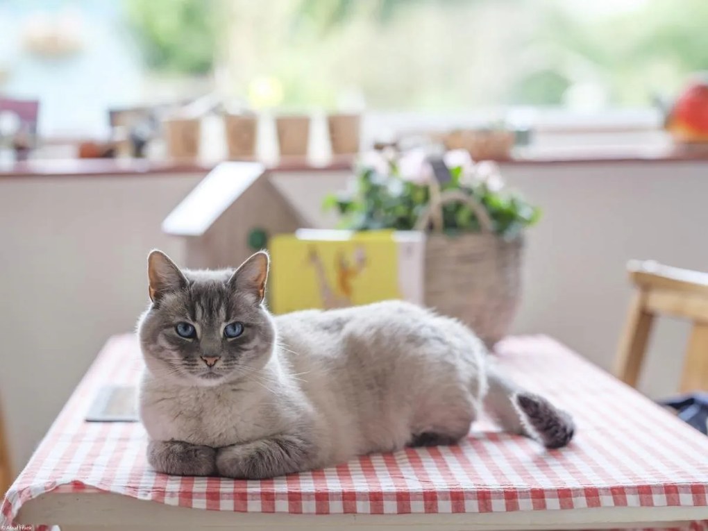 Poszter 40x30cm Macska az asztalon, Assaf Frank