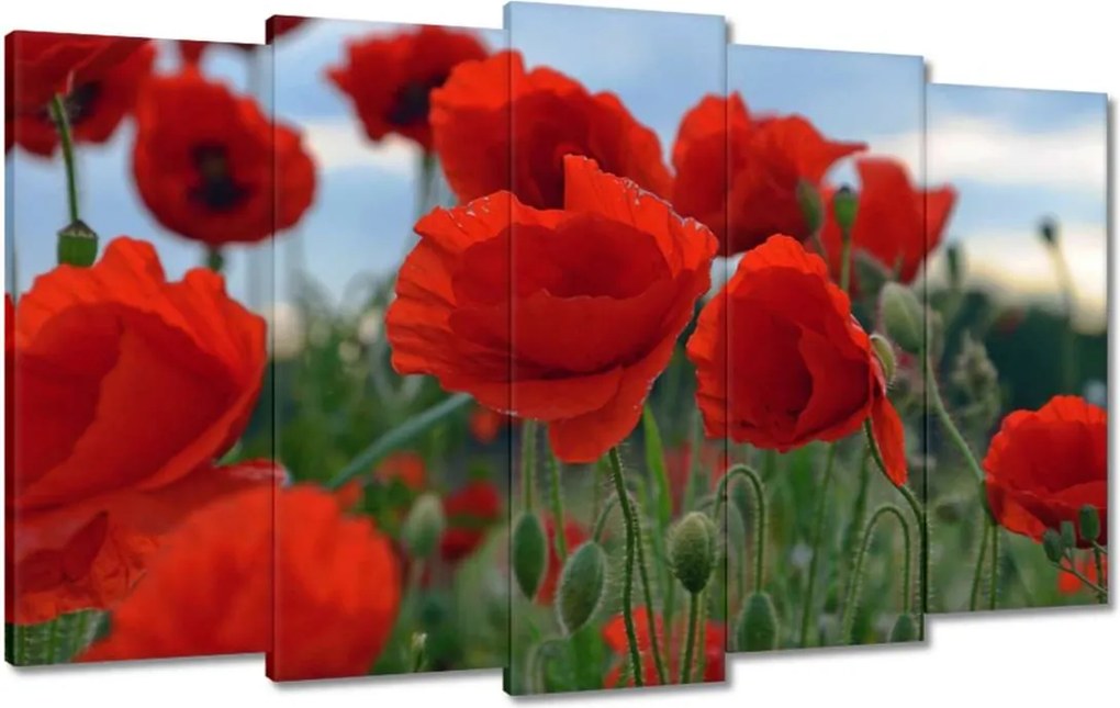 Képek 100x60 Mezei pipacsok az égbolt hátterében