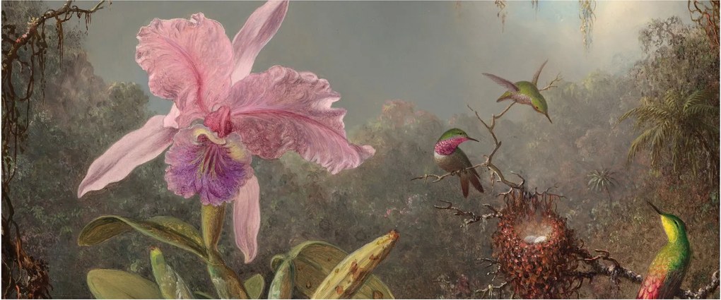 Kép - Martin Johnson Heade, Cattleya Orchid and Three Hummingbirds, reprodukciók (120x50 cm)