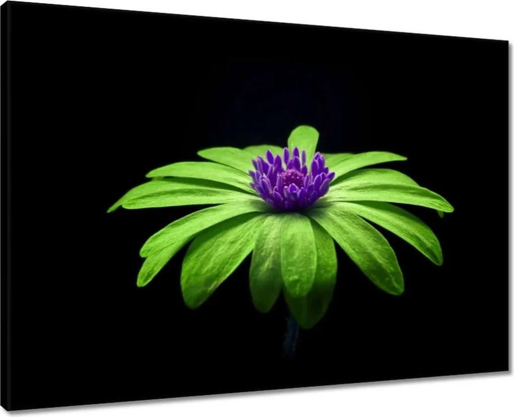 Vászonkép 70x50 Lime szirmok