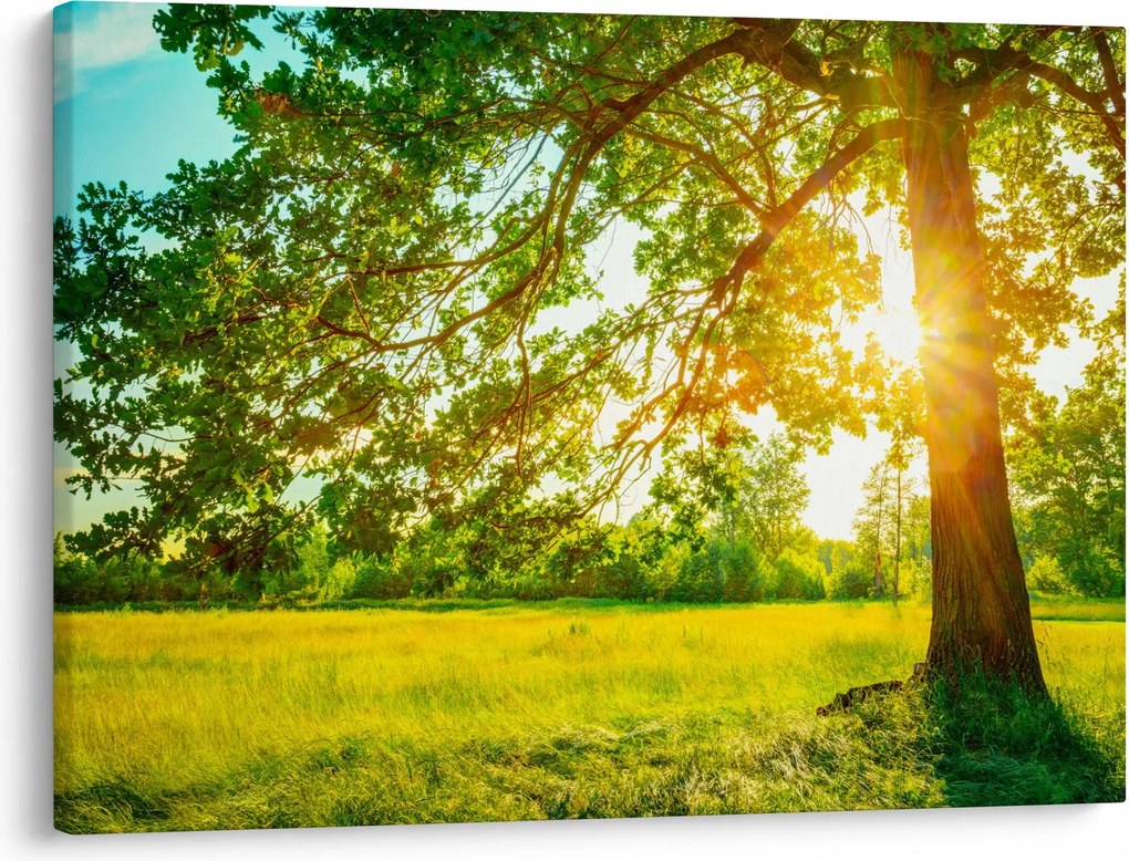 Kép - Sunny Forest (70x50 cm)