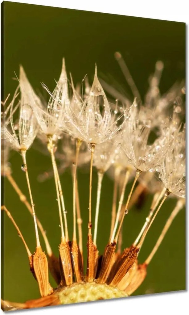 Vászonkép 70x100 Pitypang pitypang