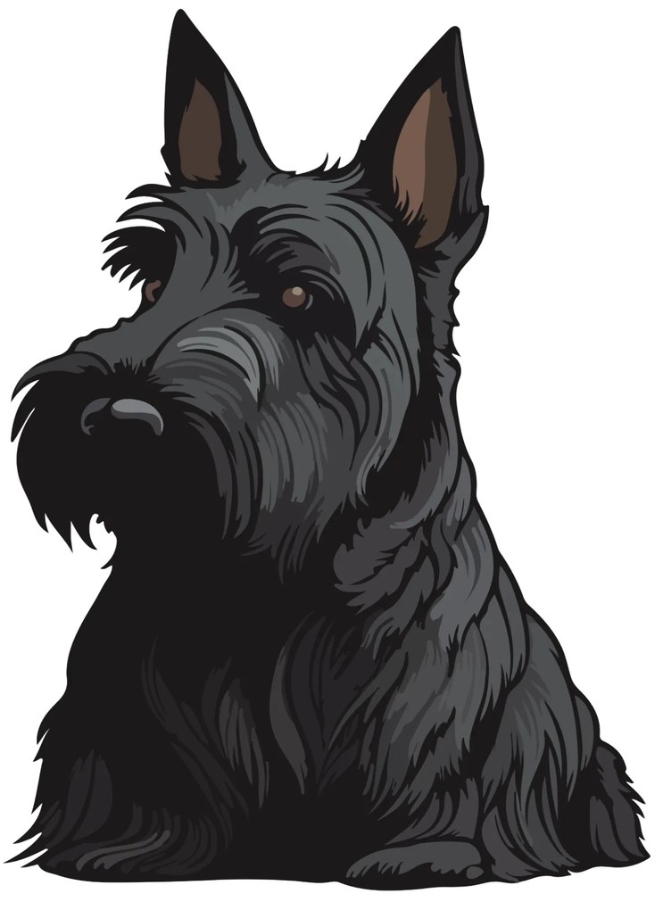 PIPPER. Matrica Skót terrier Méret: 60cm