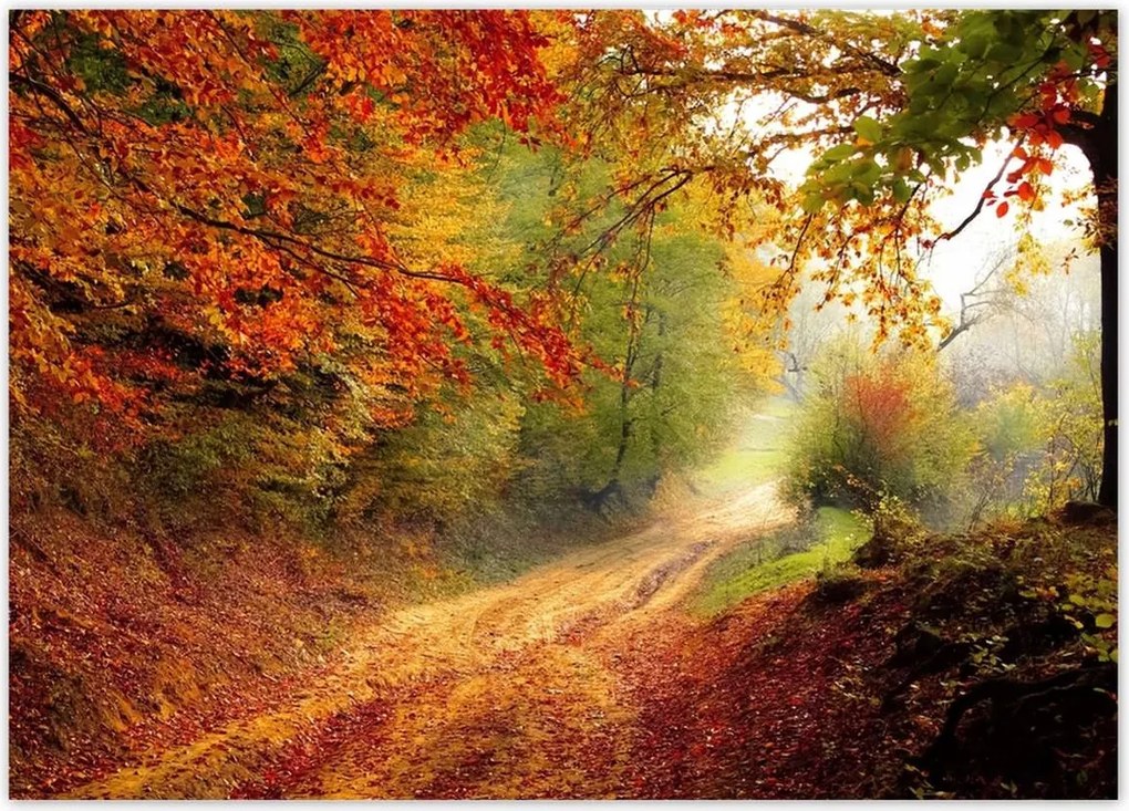 Poszterek 70x50 Út az erdőben ősz