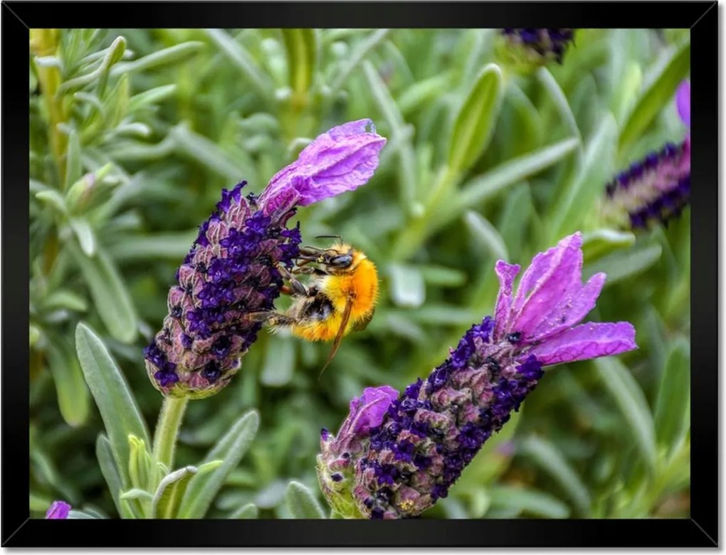 Poszterek keretben 40x30 Levendula világ