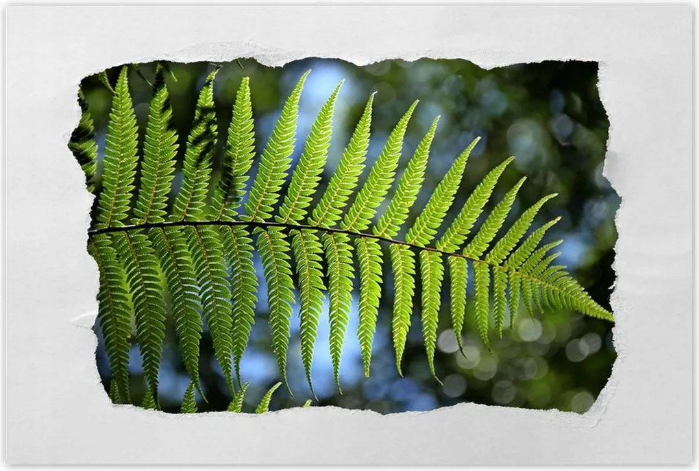 Poszterek 60x40 Páfrány páfránylevél