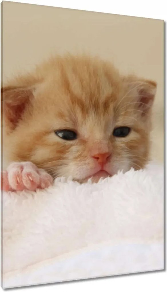 Vászonkép 80x120 Kedves cica