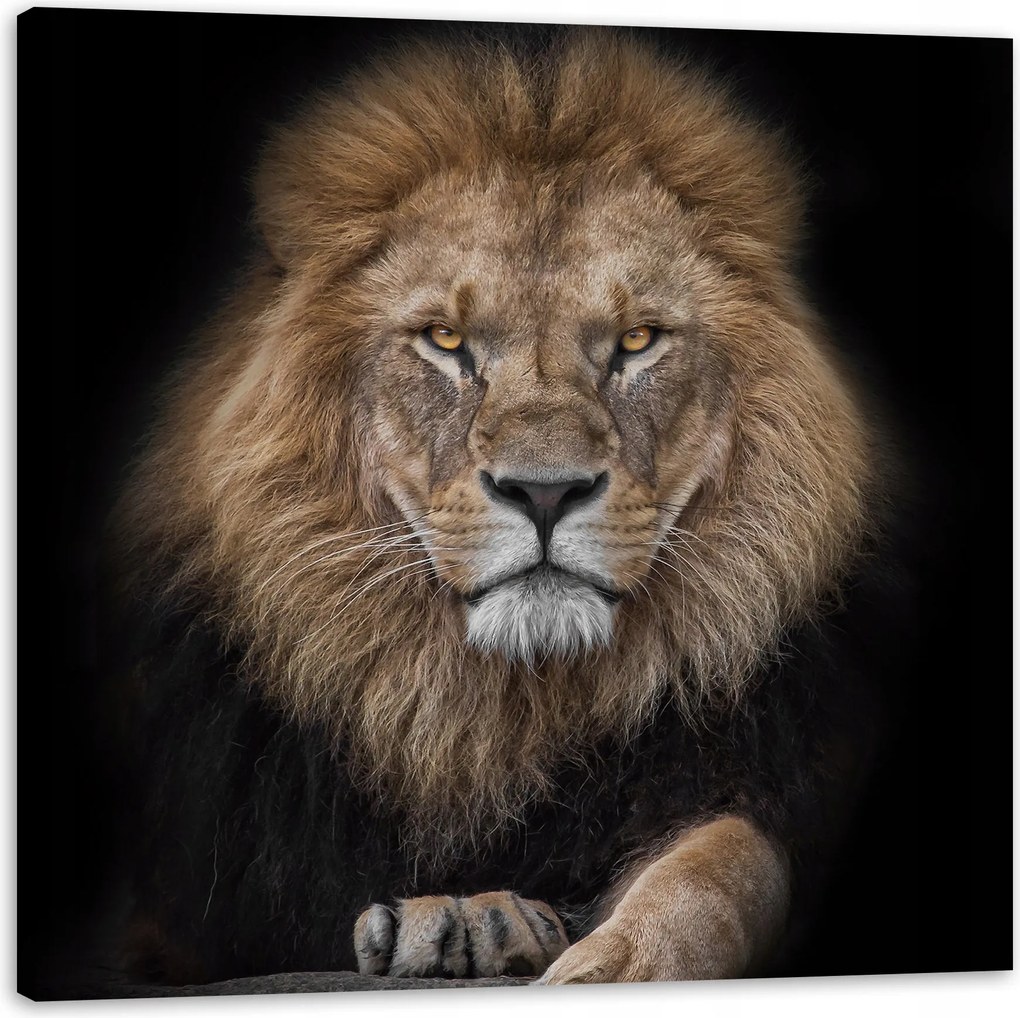 Vászonkép Szürke Oroszlán Arc Vaddisznó 40X40 cm Ajándéknak is tökéletes