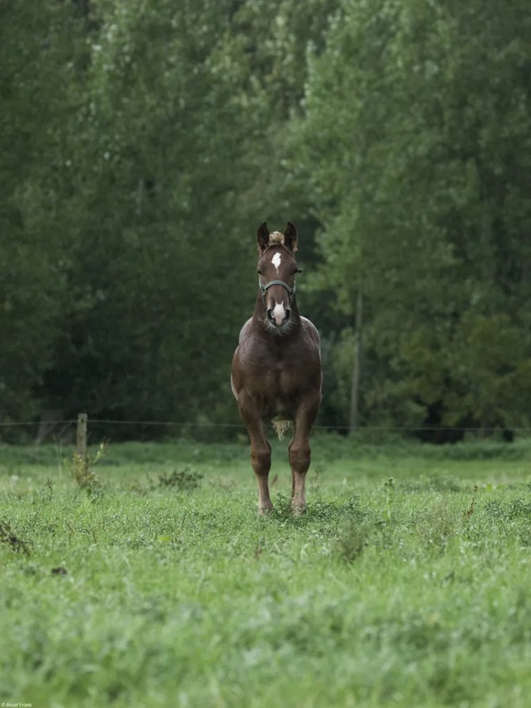 Poszter 30x40cm Ló áll a mezőn, Assaf Frank