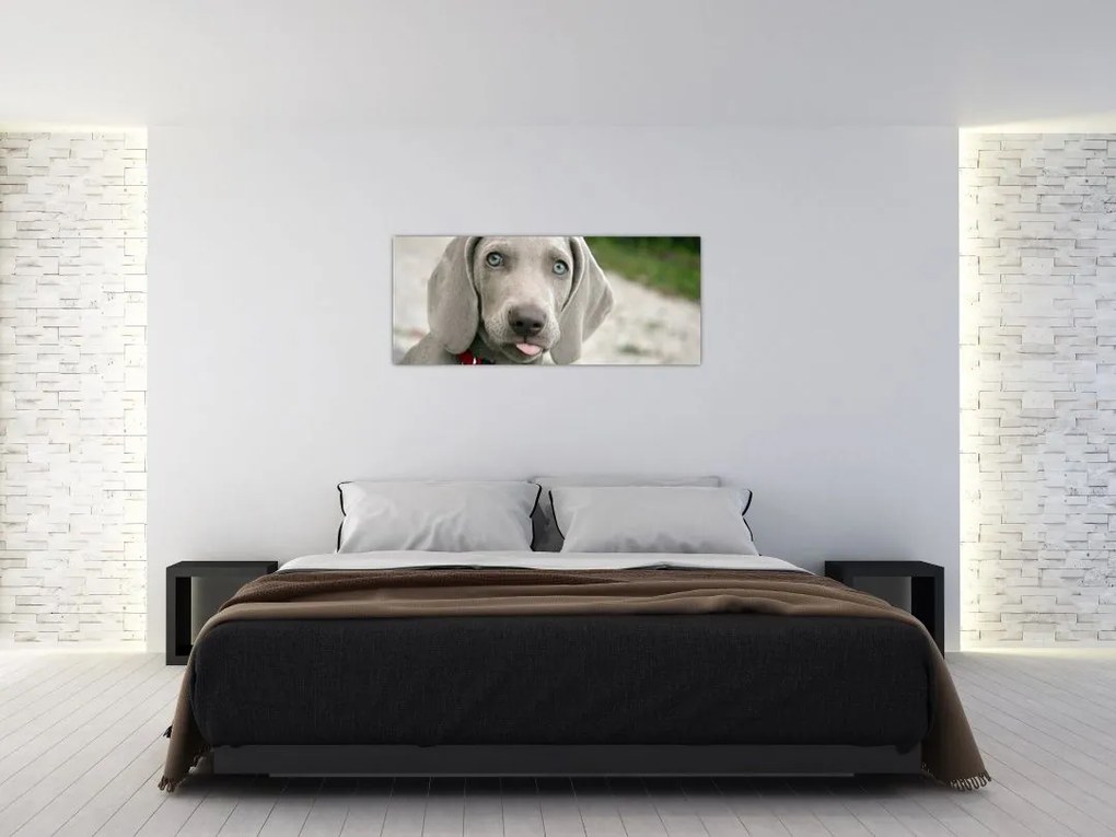 Kép - weimaraner kölyökkutya (120x50 cm)