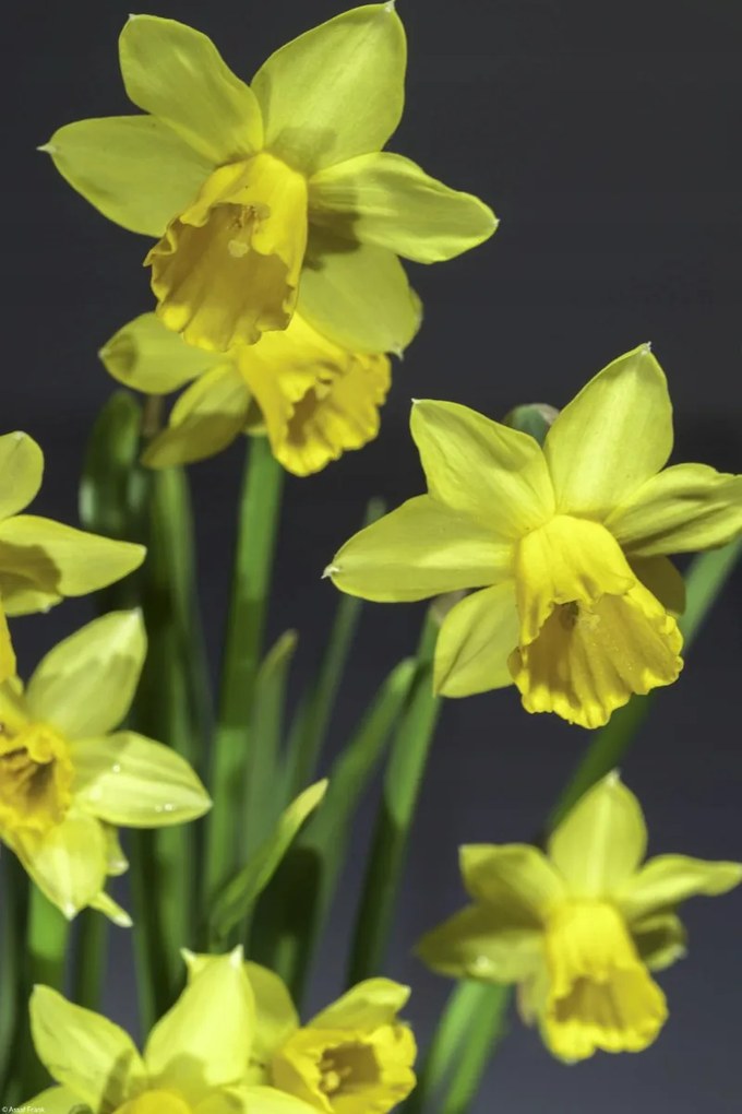 Poszter 30x45cm Nárciszok, Assaf Frank