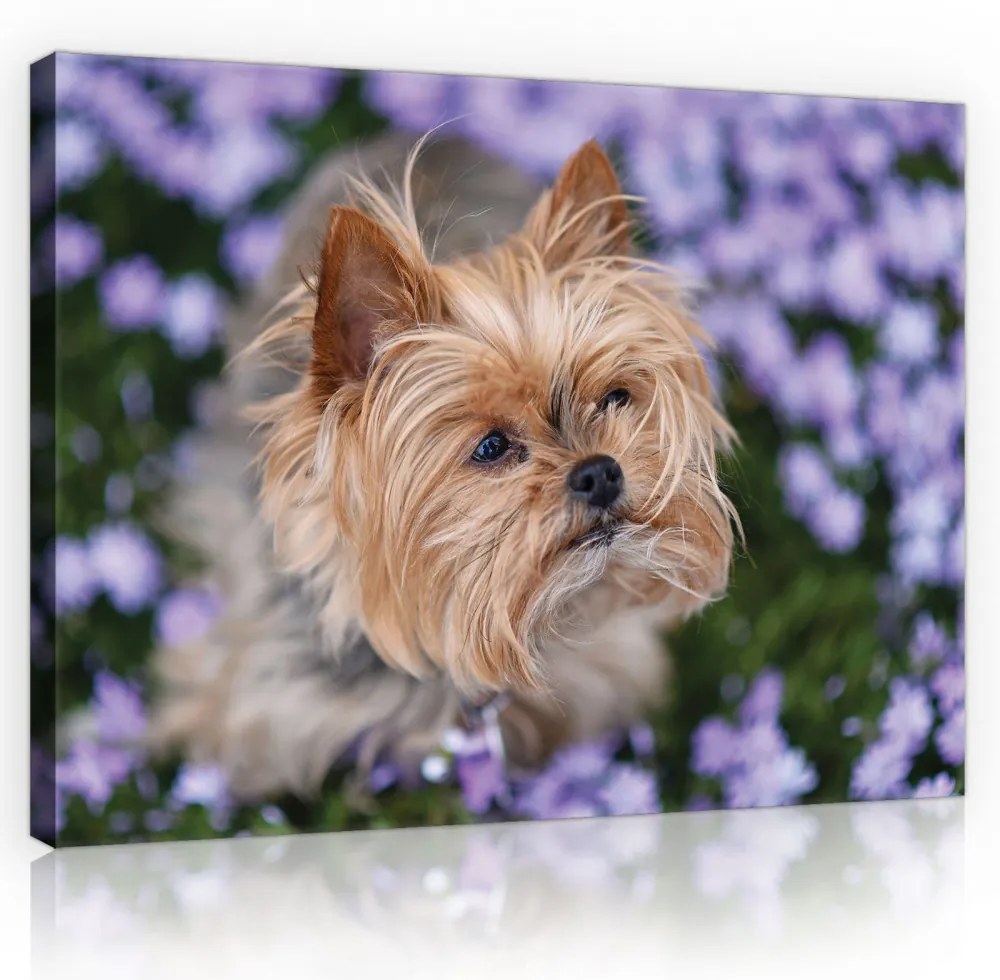 Vászonkép, Yorkshire terrier kutya, 60x40 cm méretben