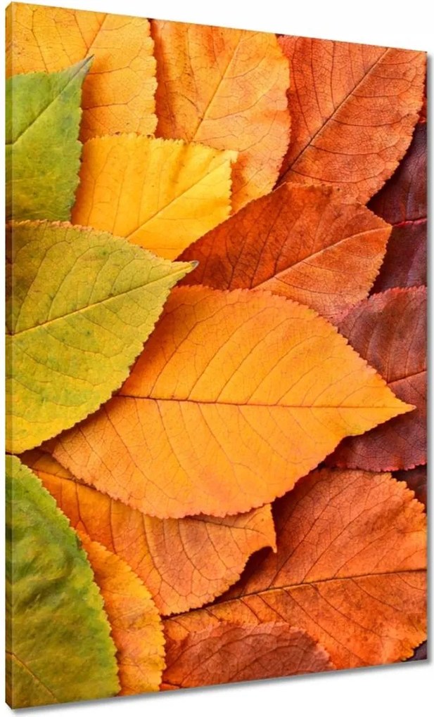 Vászonkép 70x100 Őszi színes levelek Levelek az ősz színeiben