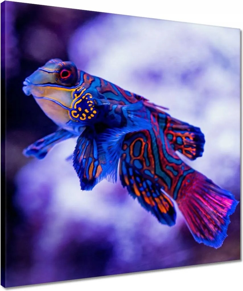 Vászonkép 50x50 Állatok