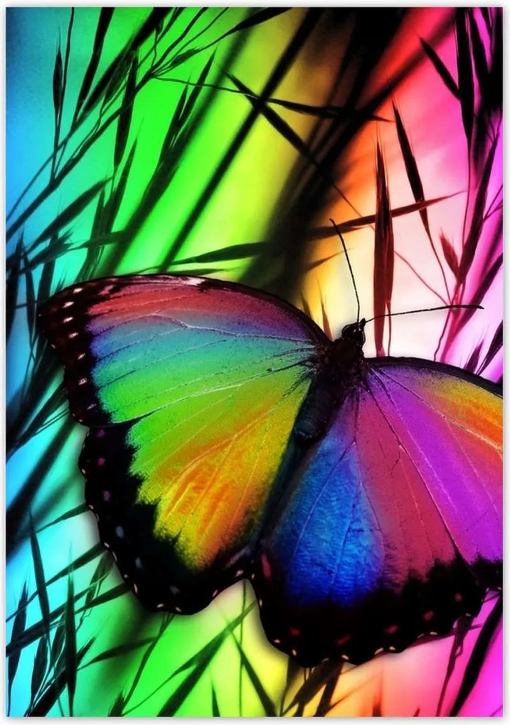 Poszterek 70x100 Szivárvány pillangó