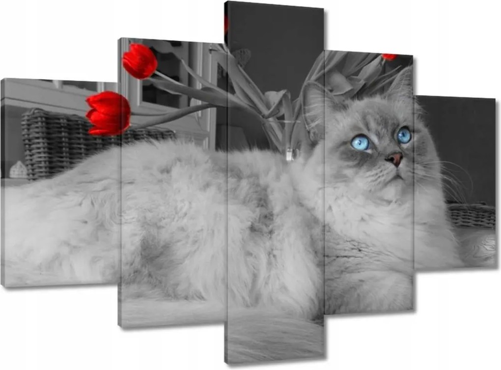 Képek 150x105 Ragdoll macska