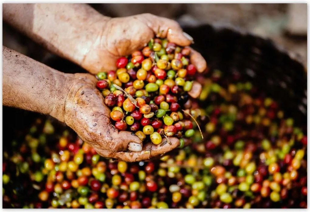 Poszterek 185x125 Kávé szett Kávé