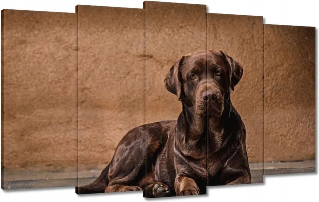 Vászonkép 100x60 Barna barát Kutya