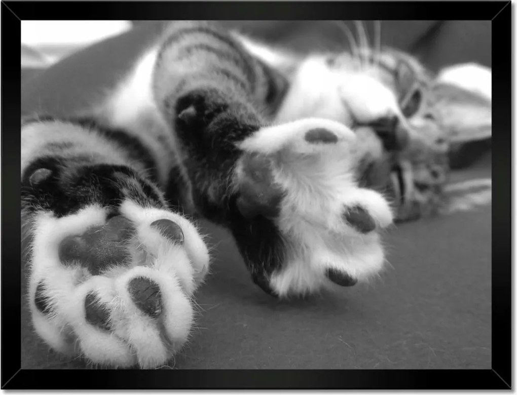 Poszterek keretben 40x30 Macska, macska mancsok Macska