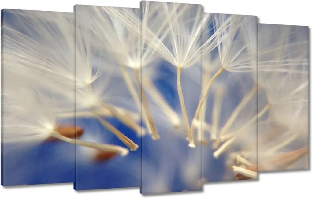 Vászonkép 100x60 Pitypang Virág Virágok