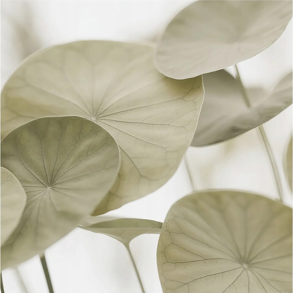 Fotótapéta Fali tapéta Hálószoba Nappali Természetes elegancia 250x250