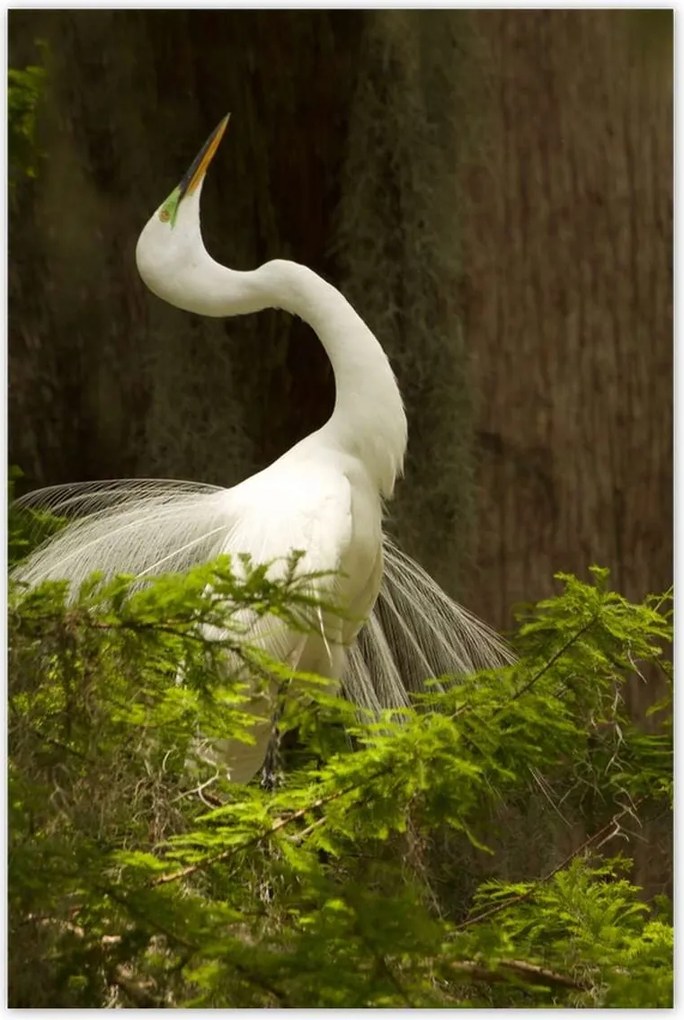 Poszterek 80x120 Kalapos madár Tájkép Kilátás