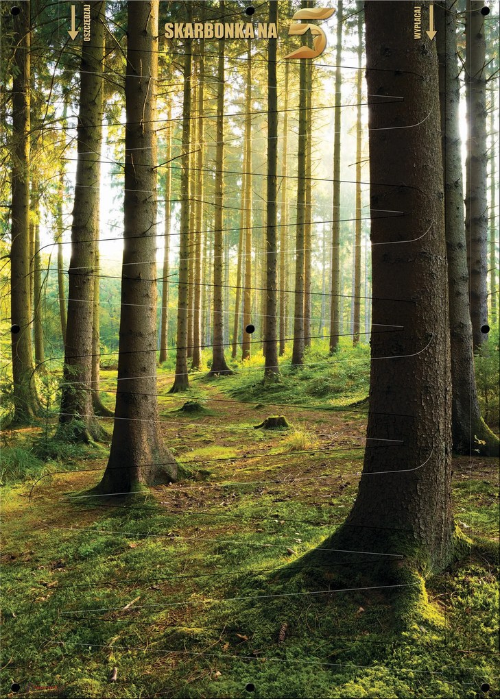 5 Pln-es Pénzperek XXL falikép 50x70 cm Erdő