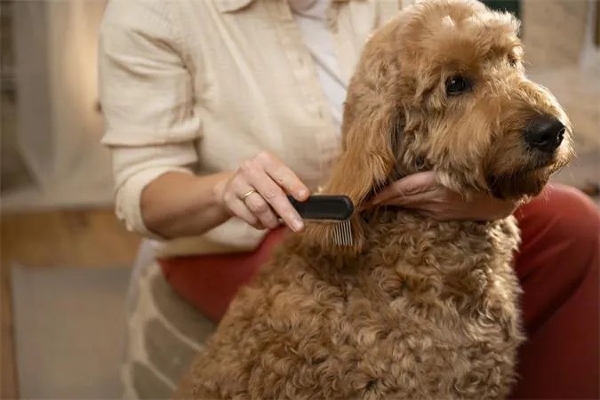 Kisállat kefe, széles fogú, FISKARS PetCare (IF2009134)