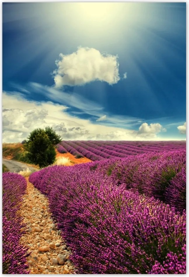 Poszterek 135x200 Levendulamező