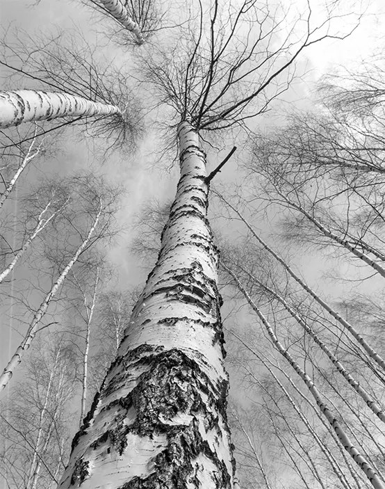 Fotótapéta 200x254 Flizelin tapéta Fák #F139