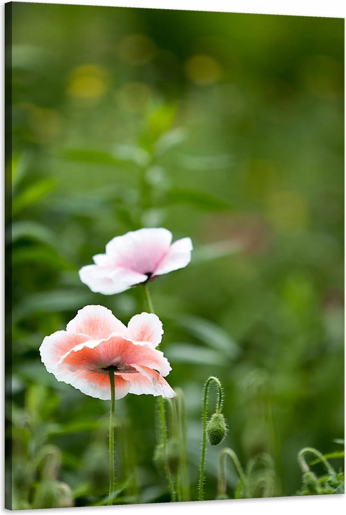 Botanika Vászonkép Világos pipacsok 60x90 cm