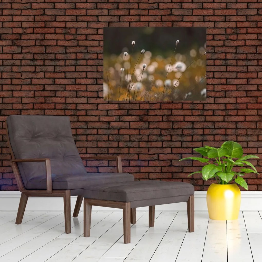 Üveg kép - Gyapotfűvel borított rét N⁰2 (70x50 cm)