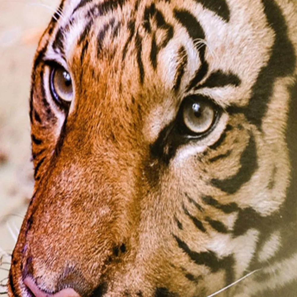 Gario Paraván Tigris portréja Méret: 180 x 170 cm, Kivitelezés: Klasszikus paraván