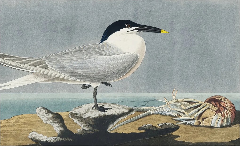 Fotótapéta Flizelina Dekoratív irodai ornitológiai elegancia 416x254